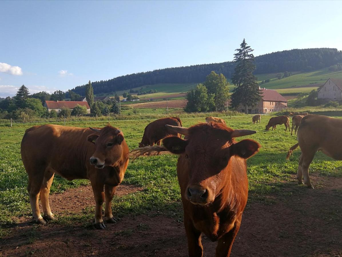 Agroturystyka "U Kasi" Scinawka Gorna Luaran gambar